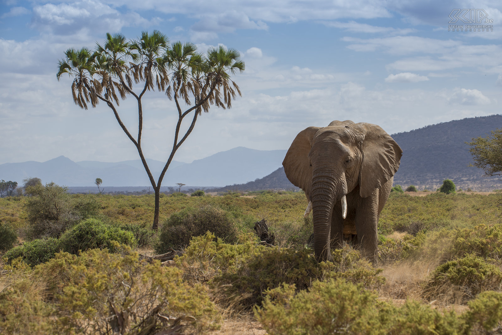 Samburu - Olifant Samburu national park heeft een mix van acacia, doornstruiken en savanne vegetatie. In het midden van het reservaat stroomt de Ewaso Ng'iro langsheen palmbomen. Natuurlijk trekt de rivier heel wat olifanten aan. Stefan Cruysberghs